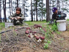 小小赤松茸 綠色脫貧路 ——鄂倫春旗克一河鎮(zhèn)食用菌農(nóng)民專業(yè)合作社林下種植獲豐收 ()