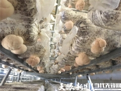 形成“菌棒生產(chǎn)、食用菌培植、產(chǎn)品精深加工”一體化的全產(chǎn)業(yè)鏈——三穗縣：猴頭菇產(chǎn)業(yè)實(shí)現(xiàn)“接二連三” ()