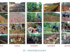創(chuàng)新食用菌發(fā)展模式，助力云貴地區(qū)精準(zhǔn)扶貧與生態(tài)提升 ()