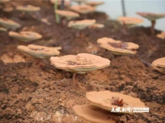 遵義院士中心：“食用菌”團(tuán)隊(duì)助力綏陽(yáng)“靈芝”產(chǎn)業(yè)發(fā)展 ()