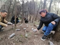 梓潼：靠山吃山 栽種2萬畝林下羊肚菌 ()