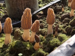 破解農(nóng)業(yè)與生態(tài)矛盾 昆明晉寧引入羊肚菌種植實現(xiàn)雙贏 ()