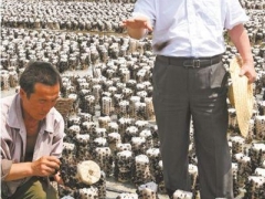 人民日報：“蘑菇院士”助力產(chǎn)業(yè)扶貧——堅持四個面向 解決實際問題 ()