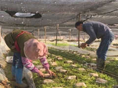 保山隆陽：千畝羊肚菌豐產(chǎn)富民 ()