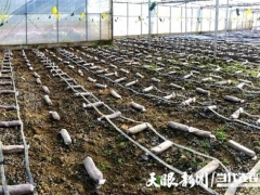 貴州銅仁：萬山區(qū)敖寨鄉(xiāng)首批羊肚菌即將上市 ()