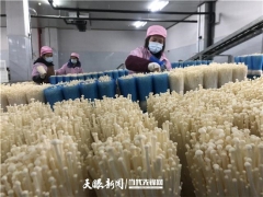 貴州：遵義匯川“九道菇” 每天20噸金針菇走出車間 ()
