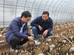 蘑菇老手與羊肚菌的碰撞——武漢新洲規(guī)?；蚨蔷龉郊磳⒉墒?()