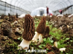 七星關(guān)區(qū)：大山里的羊肚菌飄洋過海端上歐洲餐桌 ()