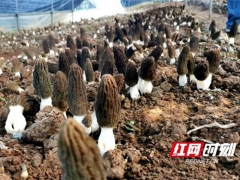 湖南長沙縣黃興鎮(zhèn)首批羊肚菌出土 湖南人可近距離嘗“鮮” ()