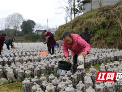 湖南鳳凰：黑木耳開出“致富花” 奏響鄉(xiāng)村振興“進(jìn)行曲” ()