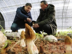 寶豐：打造珍稀食用菌品牌，實(shí)現(xiàn)產(chǎn)業(yè)振興助推鄉(xiāng)村振興 ()