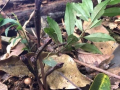 歷經(jīng)5年！翁源蘭花新物種“青云山天麻”終被專家確認(rèn)！ ()