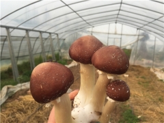2021全國大球蓋菇（紅松茸）栽培技術(shù)高級研修班將于4月14日在武漢即將開班 ()