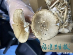 廈門男子吃完蘑菇半小時(shí)中毒進(jìn)ICU！快告訴家人千萬(wàn)別亂吃 ()