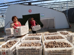 種植面積995萬(wàn)平方米、從業(yè)人員10余萬(wàn)人，惠民縣小菌菇撬動(dòng) ()