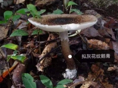 警惕！中山驚現(xiàn)大群劇毒鵝膏菌！千萬(wàn)別采摘食用 ()