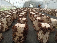 麗水援疆“云和師傅”技術(shù)助力，新和縣500多黑木耳種植農(nóng)戶(hù)開(kāi)始采收 ()