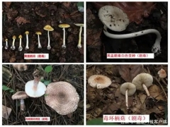 中疾控：11年來共報(bào)告10036起蘑菇中毒事件，云南、湖南報(bào)告最多 ()