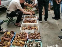云南野生菌自由了！大降價(jià)！未見松茸身影 ()