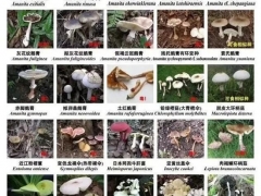 深圳：又到“菇毒”高發(fā)期，這些蘑菇千萬注意 ()