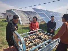 內蒙和林縣：科特派在行動  特色食用菌助力鄉(xiāng)村振興 ()