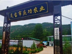三門峽靈寶市函谷關鎮(zhèn)：聚力打造香菇產(chǎn)業(yè) 一村一品促進鄉(xiāng)村振興 ()
