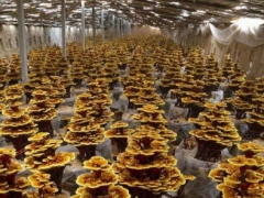 年產(chǎn)值達5億元！冠縣有靈芝種植面積突破萬畝 ()