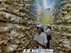 畢節(jié)職業(yè)技術(shù)學(xué)院師志愿團隊到威寧開展食用菌技術(shù)培訓(xùn) ()