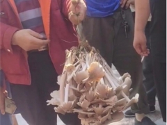 男子拎野生“傘把菇”遭圍觀，被1800元買走，目擊者：四五斤重 ()