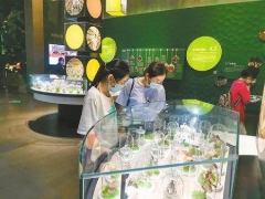 290余種野生菌標(biāo)本亮相易門野生菌博物館 ()