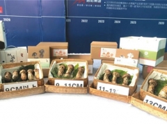 松茸出滇 國際國內(nèi)市場互促共進 ()