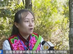 松茸一公斤600元！云南楚雄野生菌交易火爆，產(chǎn)量增價(jià)格升 ()