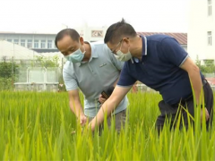 增收不走彎路 湖北水稻-大球蓋菇輪作栽培技術(shù)規(guī)程地方標(biāo)準(zhǔn)出臺(tái) ()
