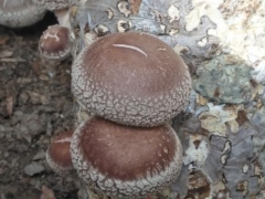 河南香菇育種獲新突破——“豫香2號(hào)”面世 ()