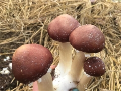 全國農(nóng)技中心啟動印發(fā)《大球蓋菇栽培技術(shù)集成與示范推廣》方案