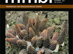 昆明植物所發(fā)表羊肚菌屬真菌的交配系統(tǒng)、生殖方式和生活史研究特邀綜述 ()