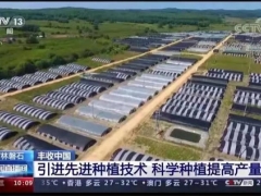 央視新聞直播間《豐收中國》4分鐘點贊吉林磐石靈芝種植 ()