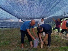 福建省廳食用菌專家組到清流開展竹蓀產業(yè)生產調研工作 ()