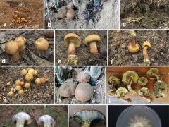云南省熱帶作物科學研究所和海南醫(yī)學院發(fā)現世界上第二種可人工栽培的牛肝菌——中華腐生牛肝菌 ()
