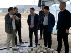 山西嵐縣縣委副書記、縣長喬云調研食用菌產業(yè)發(fā)展 ()