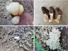 山西古縣：全面開展野生食用菌種質資源普查 ()