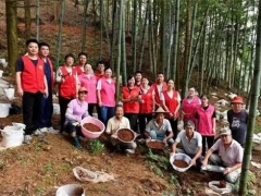 浙江淳安：林下經(jīng)濟模式全面推廣  仿野生種植靈芝再豐收 ()
