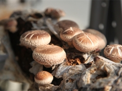 上海市農(nóng)業(yè)科學院食用菌研究所揭示香菇從栽培到采后加工風味形成機理 ()