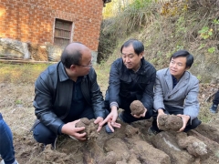中科院微生物研究所、湖北省中醫(yī)院專家教授赴黃岡英山、羅田茯苓基地開展調(diào)研工作 ()