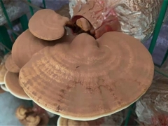 廣東省科學(xué)院微生物研究所吳清平團隊完成首次白肉靈芝全基因組測序 ()