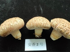 陜西省安康市農(nóng)科院成功選育香菇新菌株“安香2號” ()