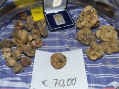 中國科學院昆明植物研究所發(fā)現(xiàn)白塊菌（白松露）新物種 ()