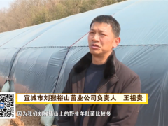 喜訊！湖北裕山菌業(yè)首批羊肚菌順利出菇 ()
