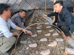 把論文寫在菇棚里：邊銀丙教授赴房縣指導(dǎo)羊肚菌栽培技術(shù) ()