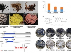 平菇也能穿花衣？科學(xué)家揭示菌蓋顏色調(diào)控機(jī)制 ()